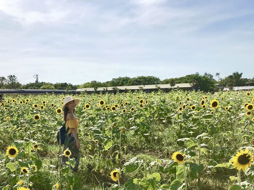 桃園景點-2020向日葵花季在向陽農場漫步在向日葵花海中