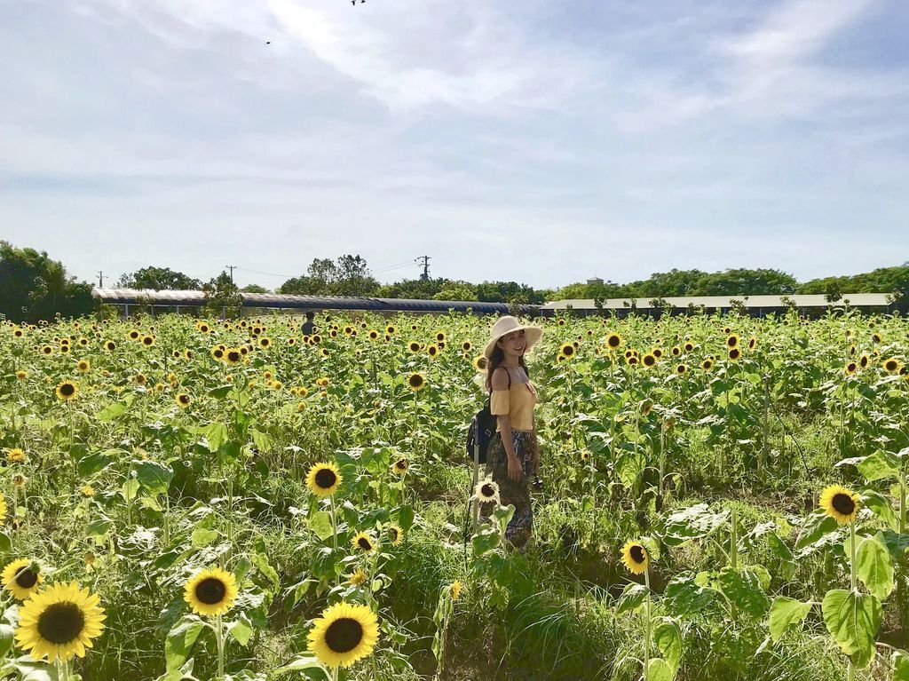 桃園景點-2020向日葵花季在向陽農場漫步在向日葵花海中