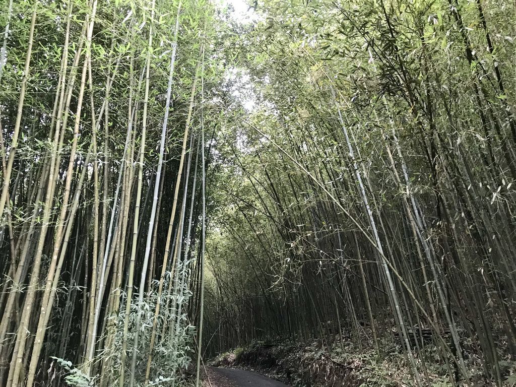 苗栗景點-泰安烏嘎彥竹林-台灣版的京都嵐山竹林小徑【丁小羽旅遊篇】