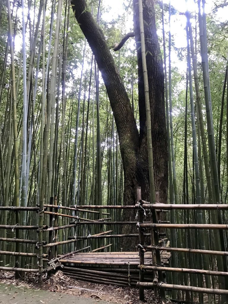 苗栗景點-泰安烏嘎彥竹林-台灣版的京都嵐山竹林小徑【丁小羽旅遊篇】