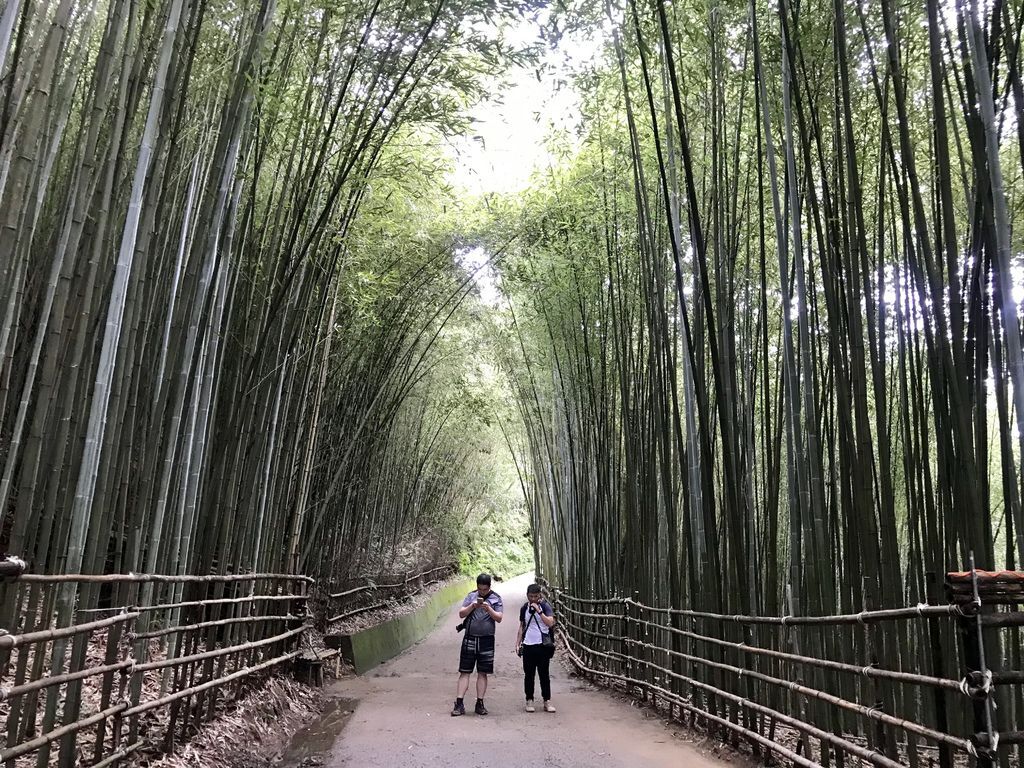 苗栗景點-泰安烏嘎彥竹林-台灣版的京都嵐山竹林小徑【丁小羽旅遊篇】