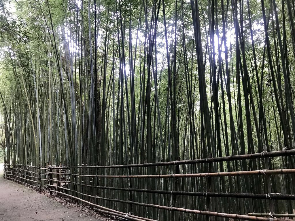 苗栗景點-泰安烏嘎彥竹林-台灣版的京都嵐山竹林小徑【丁小羽旅遊篇】