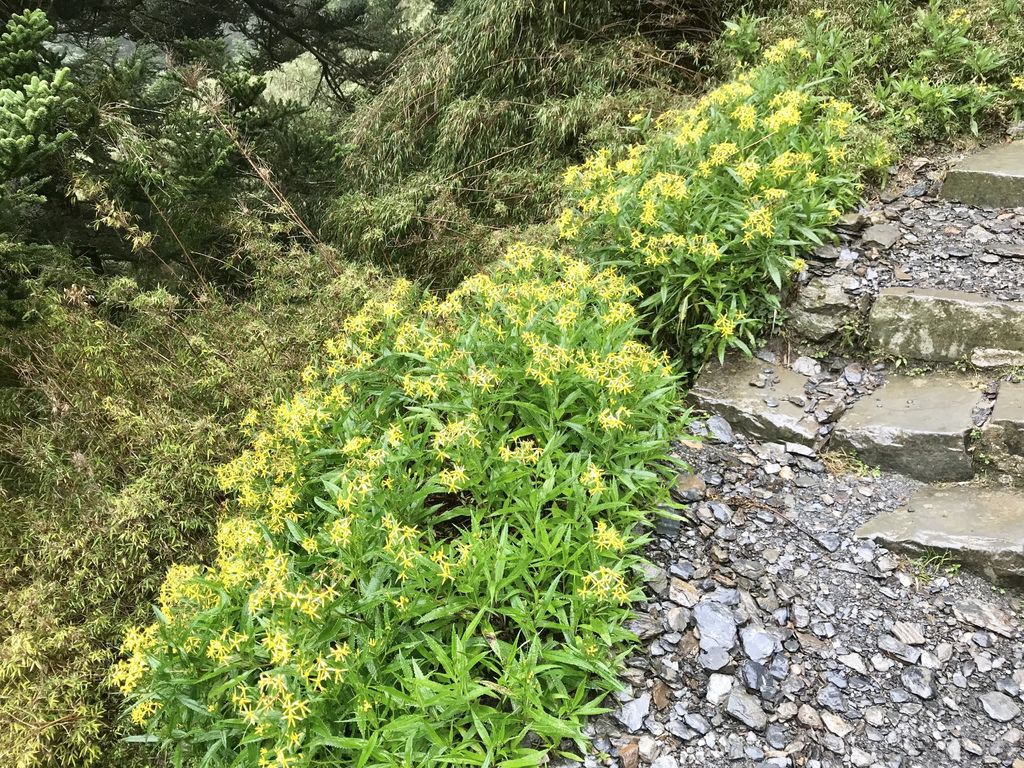 台灣百岳-五星級的排雲山莊，玉山主峰的攻頂前哨站！