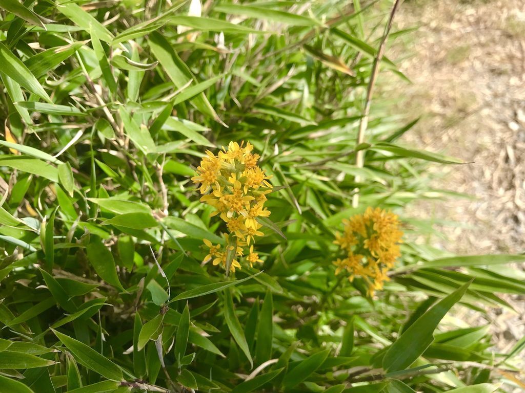 台灣百岳登山-合歡群峰中最簡單的入門百岳-石門山【丁小羽登山篇】 台灣百岳登山-合歡群峰中最簡單的入門百岳-石門山【丁小羽登山篇】
