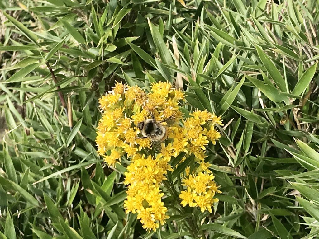 台灣百岳登山-合歡群峰中最簡單的入門百岳-石門山【丁小羽登山篇】 台灣百岳登山-合歡群峰中最簡單的入門百岳-石門山【丁小羽登山篇】