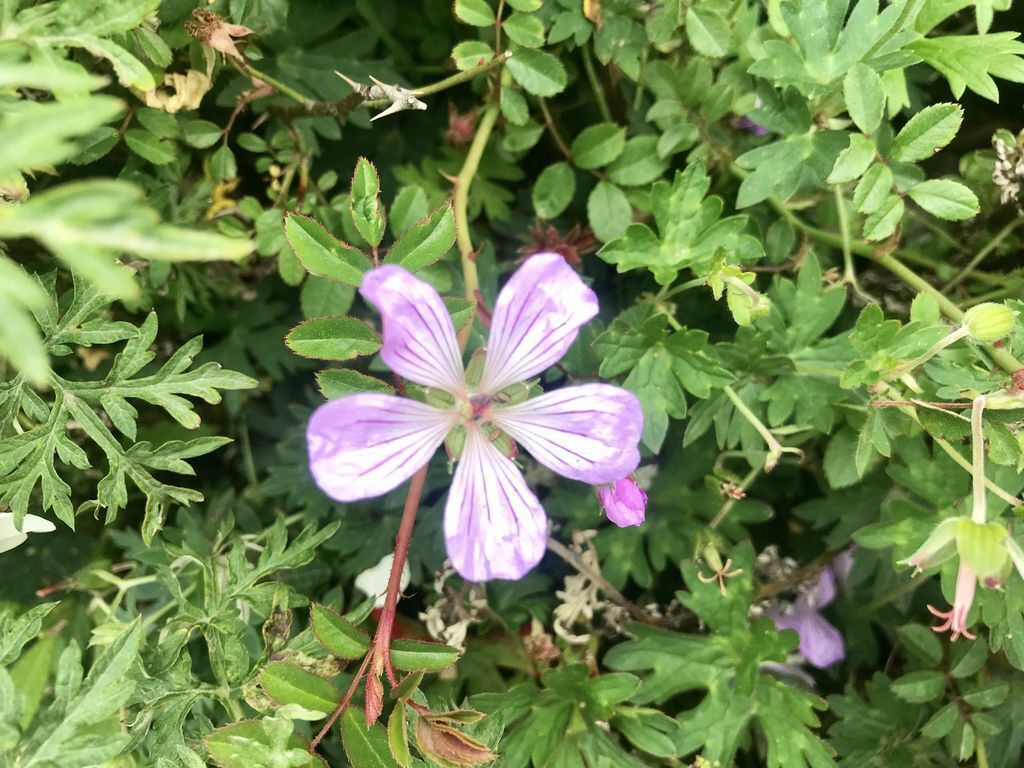 台灣百岳登山-合歡群峰中最簡單的入門百岳-石門山【丁小羽登山篇】 台灣百岳登山-合歡群峰中最簡單的入門百岳-石門山【丁小羽登山篇】