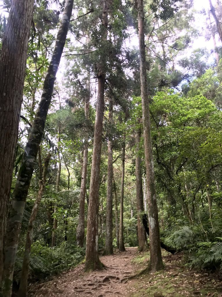 烏來景點-內洞國家森林遊樂區，漫步在森林中，欣賞內洞瀑布【丁小羽旅遊篇】