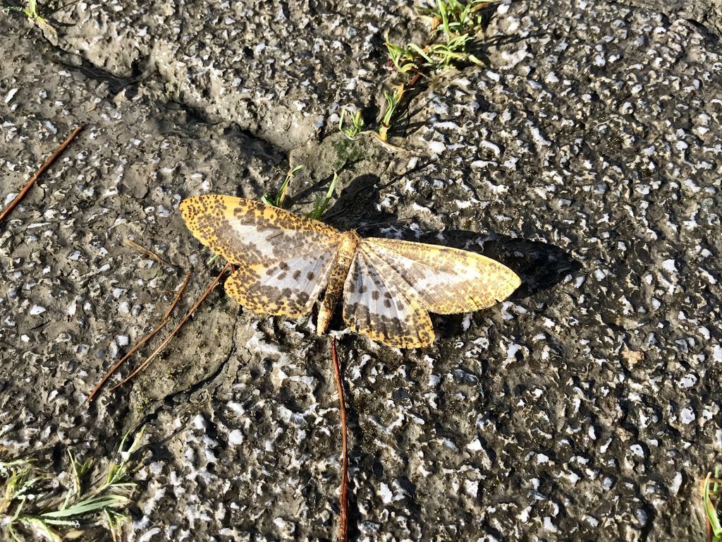 台灣百岳-台灣第一高峰-探訪玉山主峰!欣賞玉山的美【丁小羽登山篇】 台灣百岳-台灣第一高峰-探訪玉山主峰!欣賞玉山的美【丁小羽登山篇】