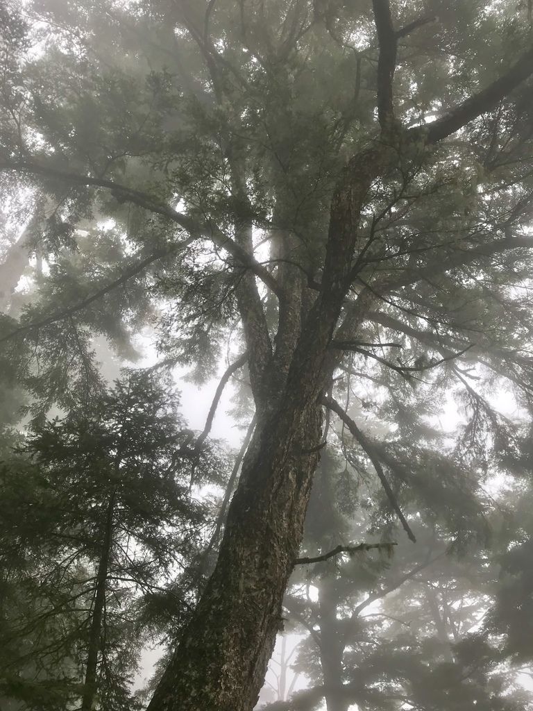 台灣百岳-台灣第一高峰-探訪玉山主峰!欣賞玉山的美【丁小羽登山篇】 台灣百岳-台灣第一高峰-探訪玉山主峰!欣賞玉山的美【丁小羽登山篇】