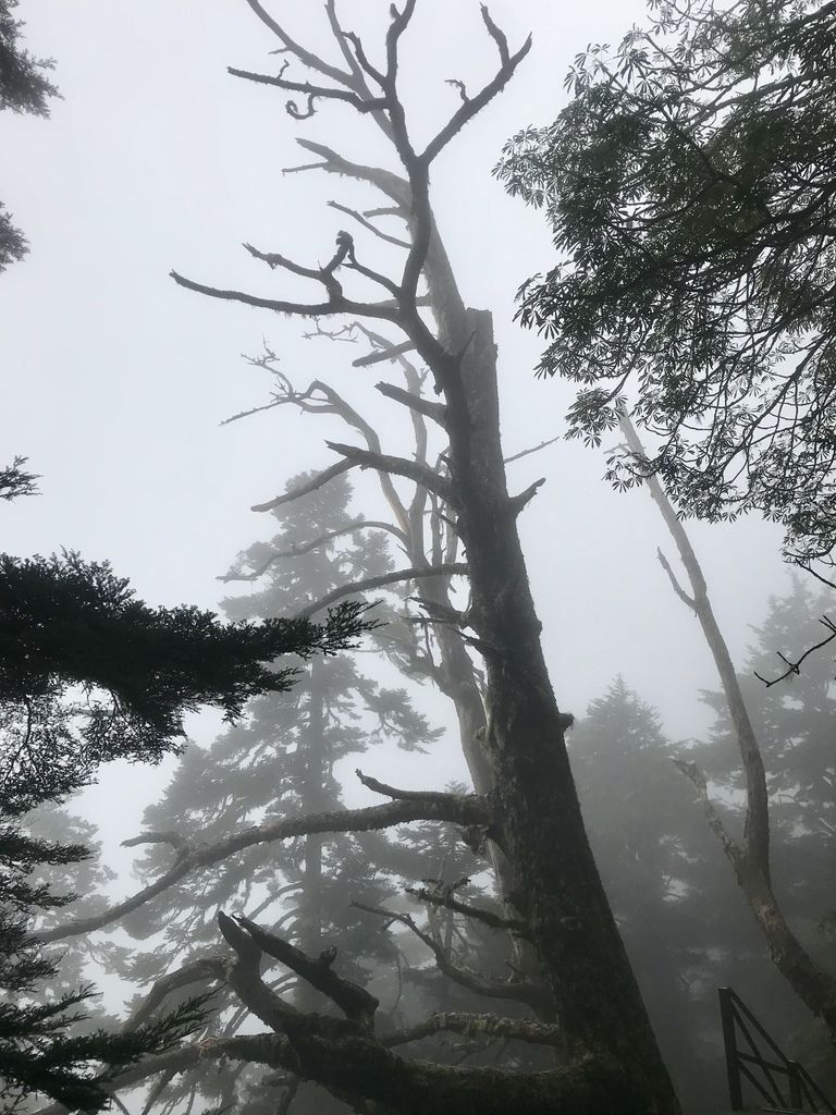 台灣百岳-台灣第一高峰-探訪玉山主峰!欣賞玉山的美【丁小羽登山篇】 台灣百岳-台灣第一高峰-探訪玉山主峰!欣賞玉山的美【丁小羽登山篇】