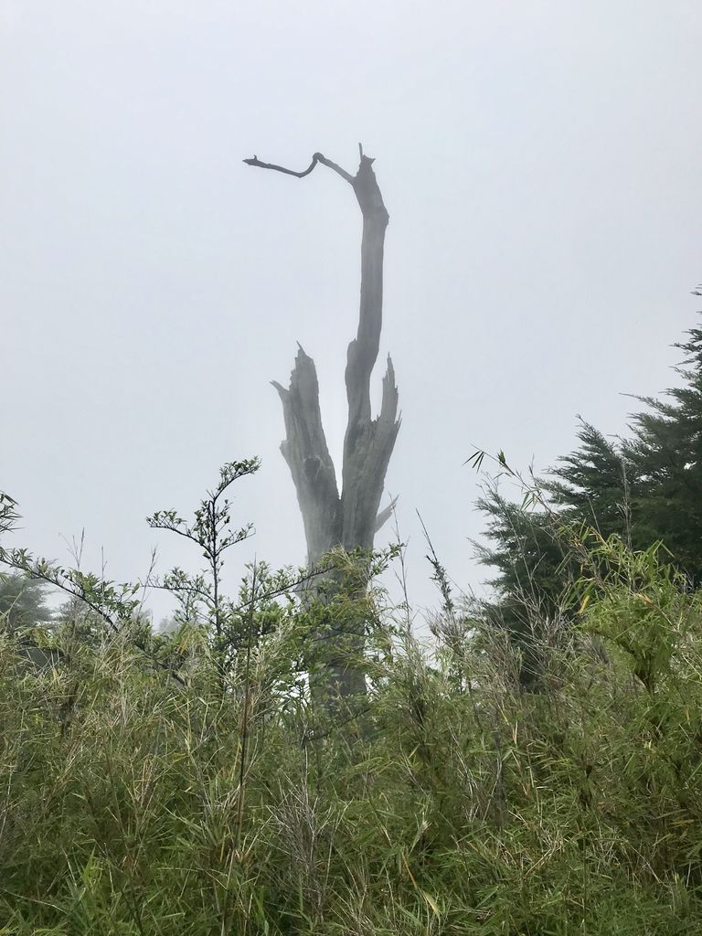 台灣百岳-台灣第一高峰-探訪玉山主峰!欣賞玉山的美【丁小羽登山篇】 台灣百岳-台灣第一高峰-探訪玉山主峰!欣賞玉山的美【丁小羽登山篇】
