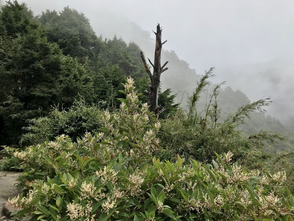 台灣百岳-台灣第一高峰-登上玉山主峰看日出以及如何克服高山症