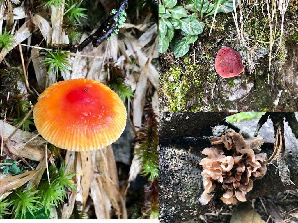 台灣百岳-台灣第一高峰-探訪玉山主峰!欣賞玉山的美【丁小羽登山篇】 台灣百岳-台灣第一高峰-探訪玉山主峰!欣賞玉山的美【丁小羽登山篇】