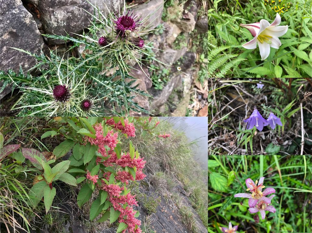 台灣百岳-台灣第一高峰-探訪玉山主峰!欣賞玉山的美【丁小羽登山篇】 台灣百岳-台灣第一高峰-探訪玉山主峰!欣賞玉山的美【丁小羽登山篇】