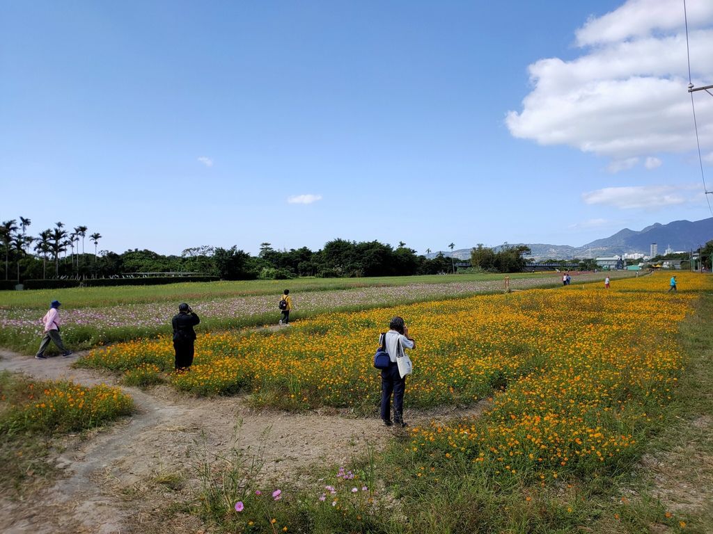 淡水景點-來趟淡水賞花輕旅行，關渡花海秘境熱情綻放