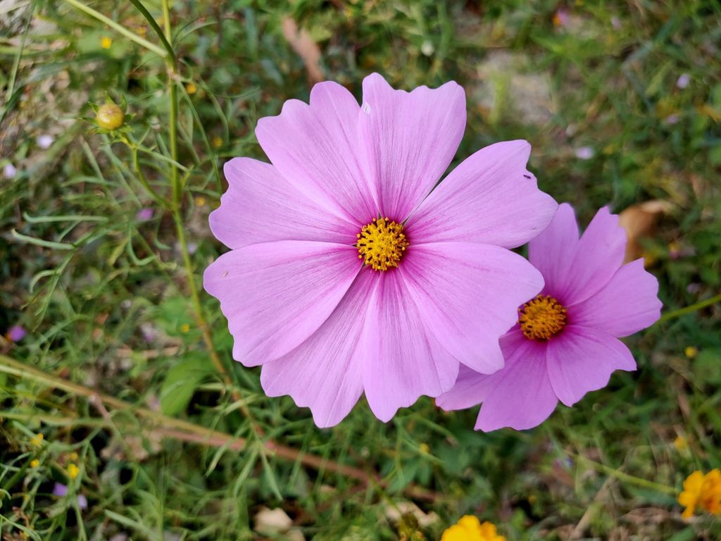 淡水景點-來趟淡水賞花輕旅行，關渡花海秘境熱情綻放