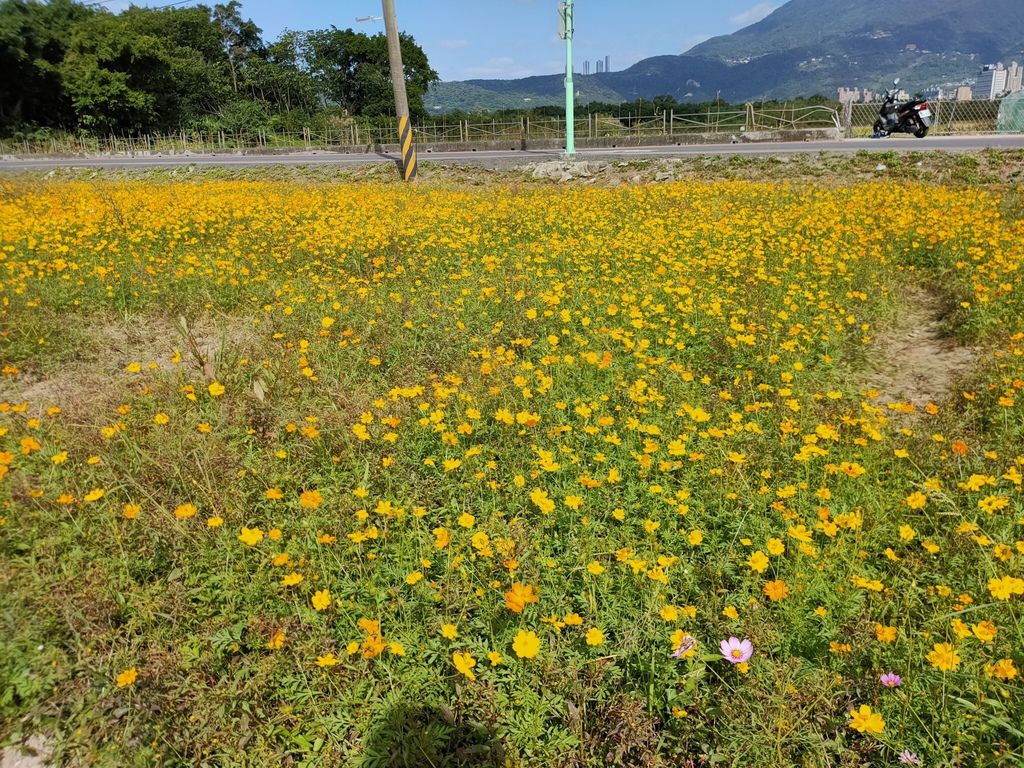 淡水景點-來趟淡水賞花輕旅行，關渡花海秘境熱情綻放