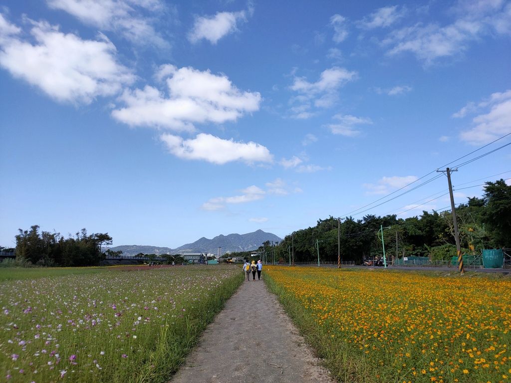 淡水景點-來趟淡水賞花輕旅行，關渡花海秘境熱情綻放