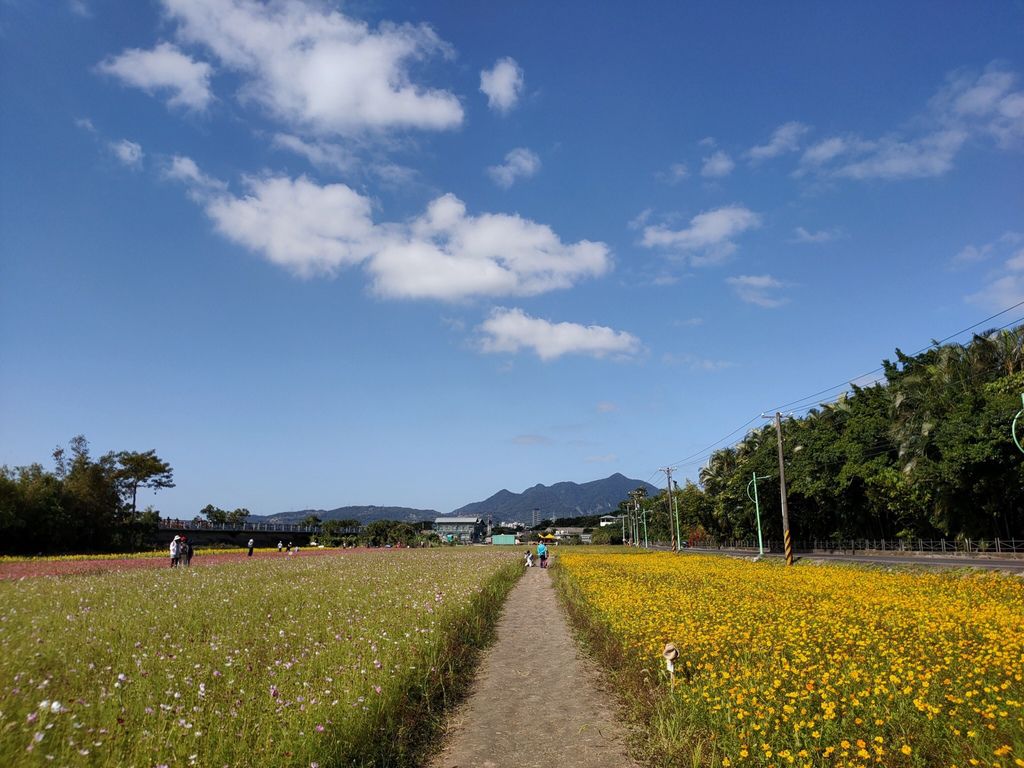 淡水景點-來趟淡水賞花輕旅行，關渡花海秘境熱情綻放