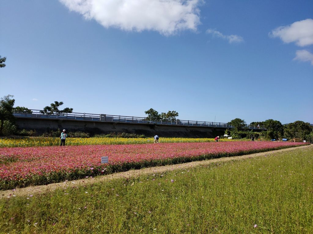 淡水景點-來趟淡水賞花輕旅行，關渡花海秘境熱情綻放