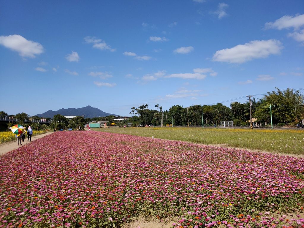 淡水景點-來趟淡水賞花輕旅行，關渡花海秘境熱情綻放