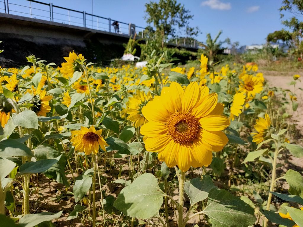 淡水景點-來趟淡水賞花輕旅行，關渡花海秘境熱情綻放