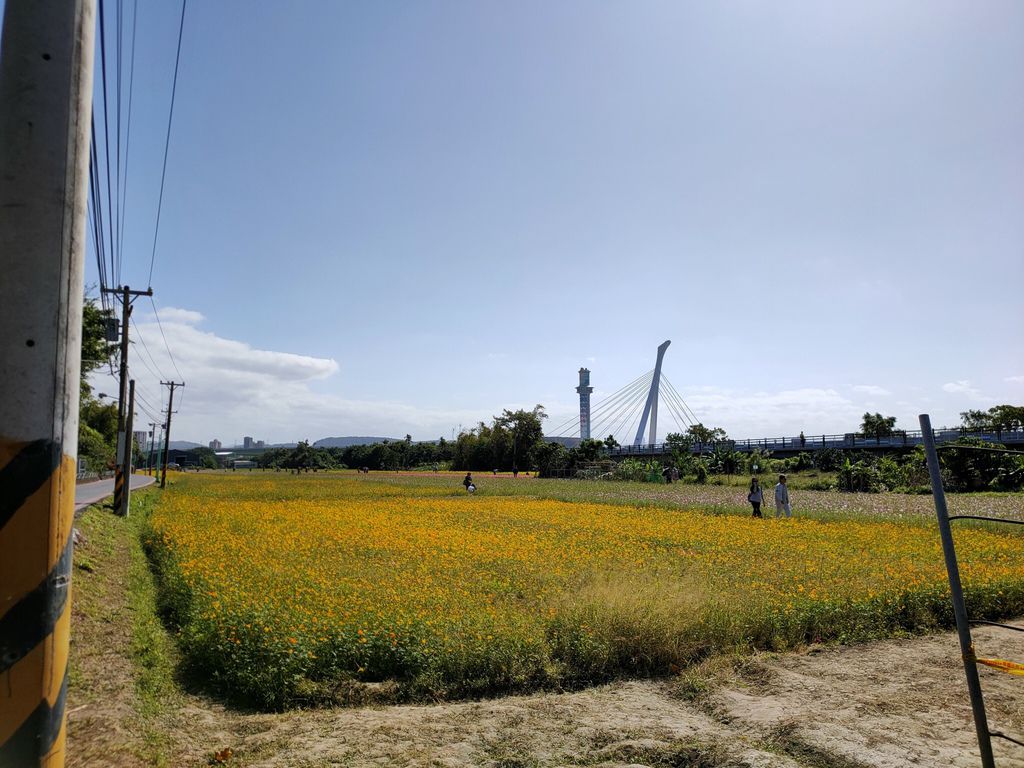 淡水景點-來趟淡水賞花輕旅行，關渡花海秘境熱情綻放