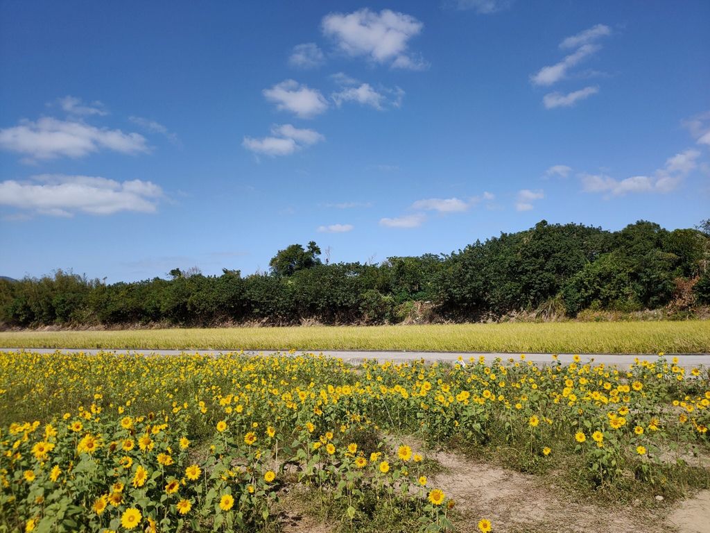 淡水景點-來趟淡水賞花輕旅行，關渡花海秘境熱情綻放