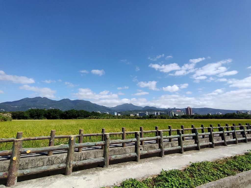 淡水景點-來趟淡水賞花輕旅行，關渡花海秘境熱情綻放