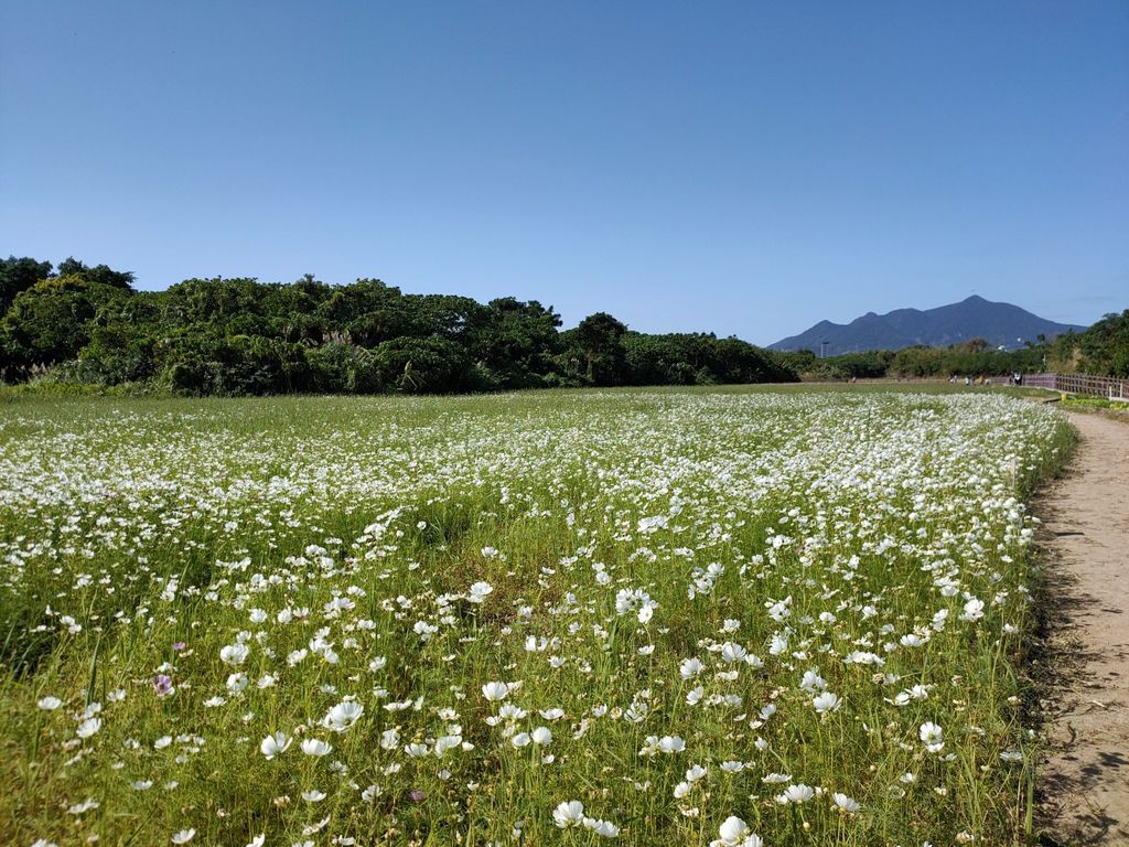 淡水景點-來趟淡水賞花輕旅行，關渡花海秘境熱情綻放