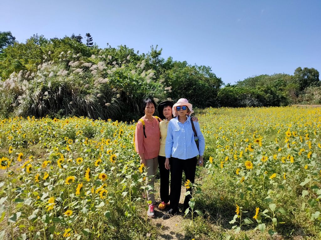 淡水景點-來趟淡水賞花輕旅行，關渡花海秘境熱情綻放