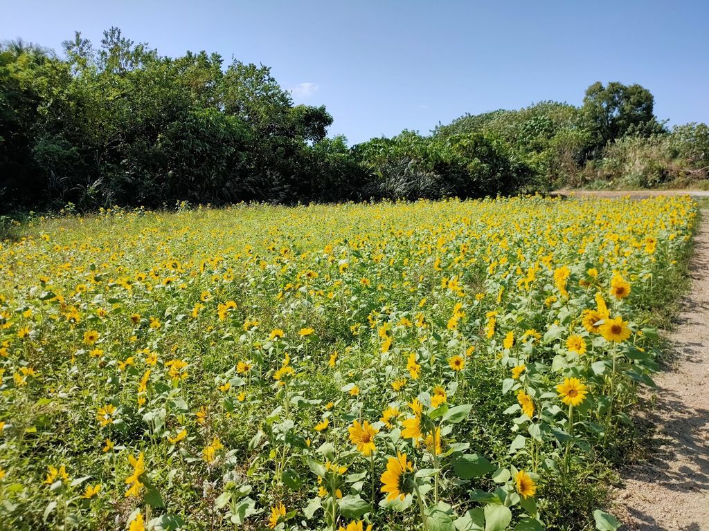 淡水景點-來趟淡水賞花輕旅行，關渡花海秘境熱情綻放