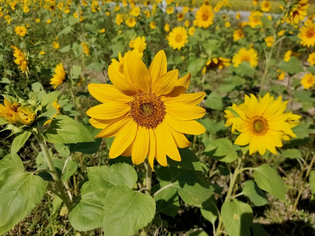 淡水景點-來趟淡水賞花輕旅行，關渡花海秘境熱情綻放