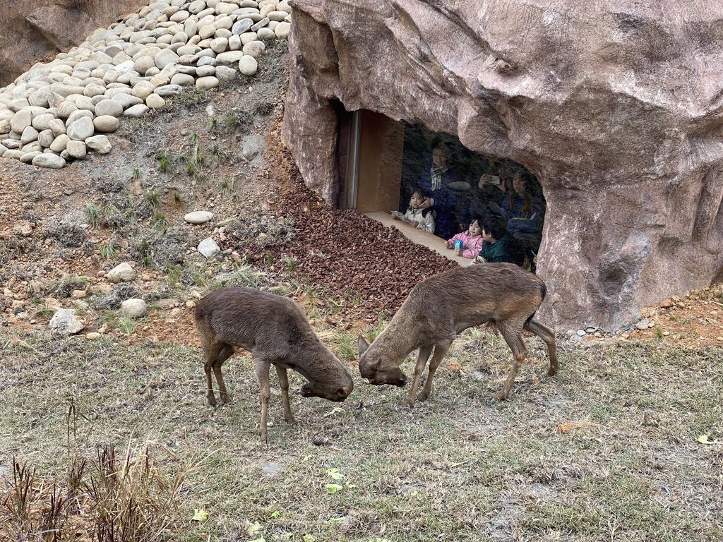 最老的動物園重生！新竹市立動物園，適合全家大小遊玩的新竹景點！