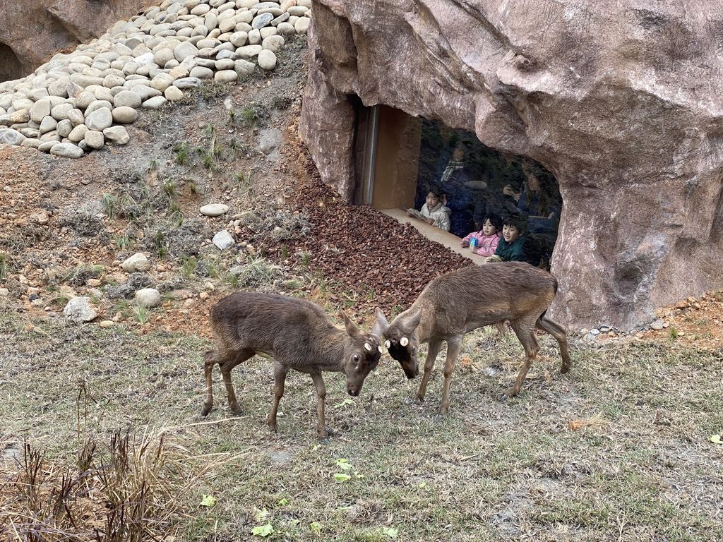 最老的動物園重生！新竹市立動物園，適合全家大小遊玩的新竹景點！