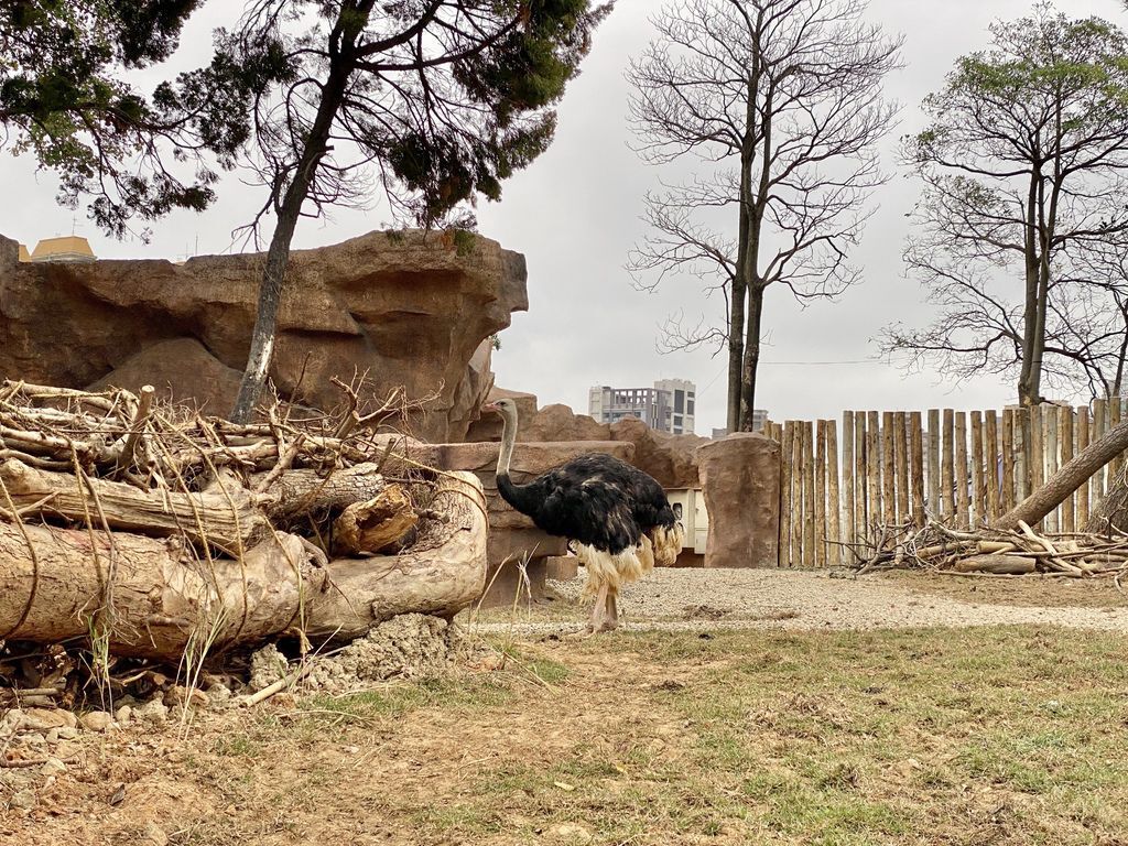 最老的動物園重生！新竹市立動物園，適合全家大小遊玩的新竹景點！