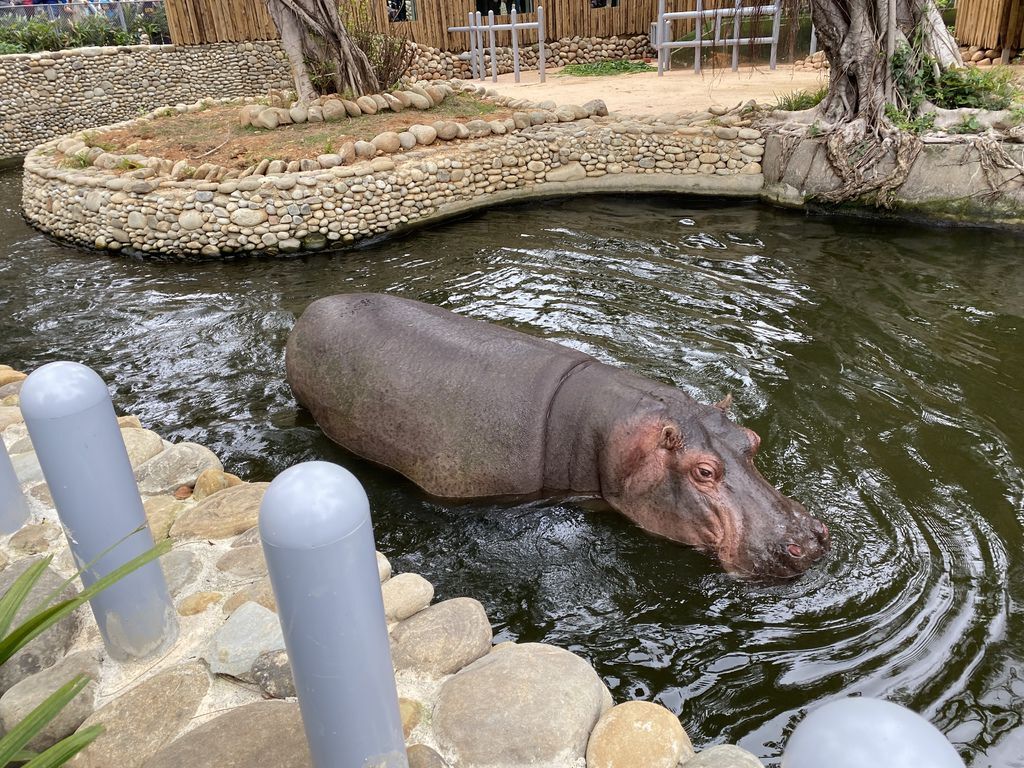 最老的動物園重生！新竹市立動物園，適合全家大小遊玩的新竹景點！