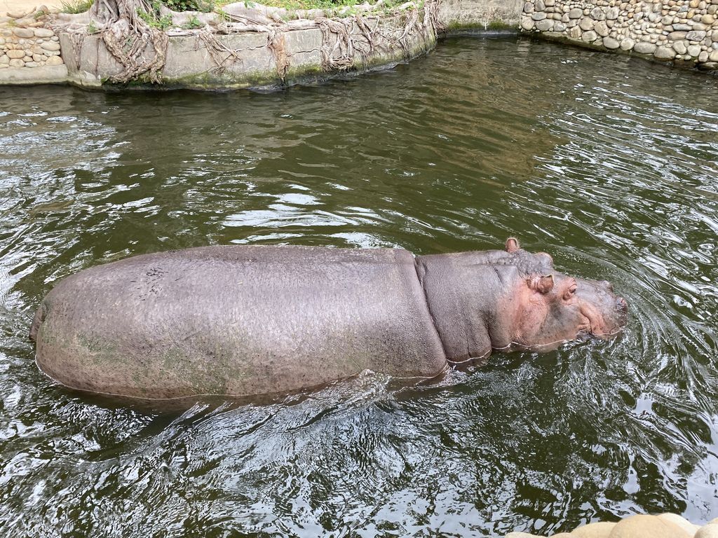 最老的動物園重生！新竹市立動物園，適合全家大小遊玩的新竹景點！