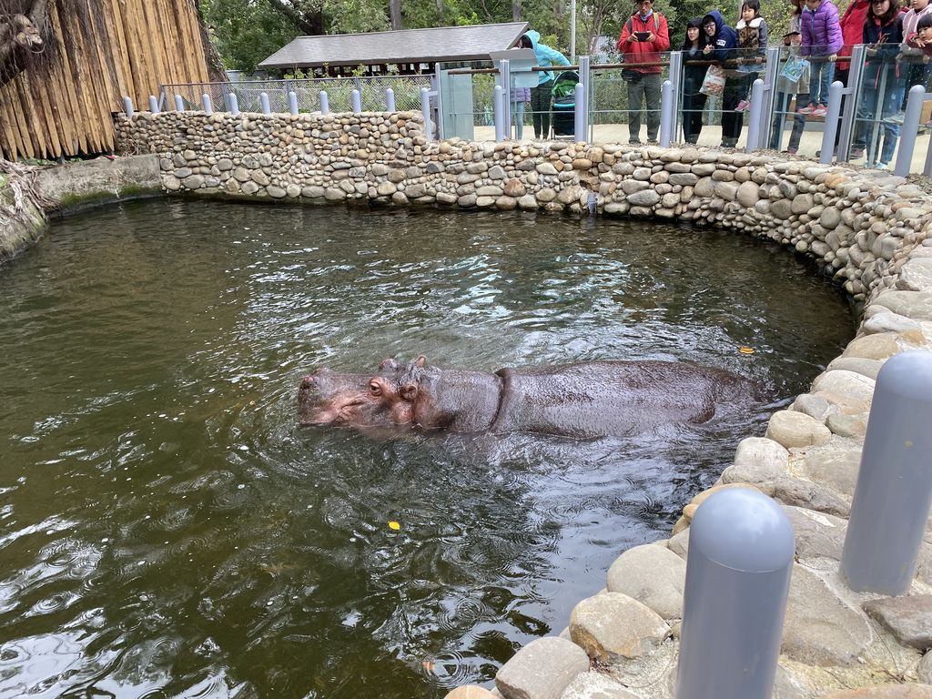 最老的動物園重生！新竹市立動物園，適合全家大小遊玩的新竹景點！