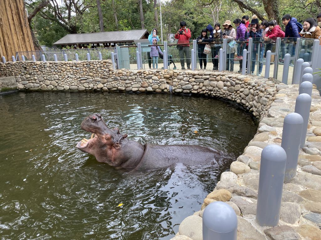 最老的動物園重生！新竹市立動物園，適合全家大小遊玩的新竹景點！