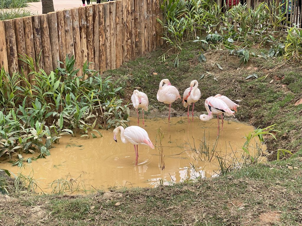 最老的動物園重生！新竹市立動物園，適合全家大小遊玩的新竹景點！