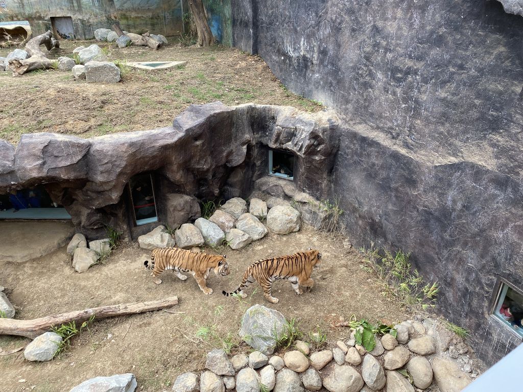 最老的動物園重生！新竹市立動物園，適合全家大小遊玩的新竹景點！