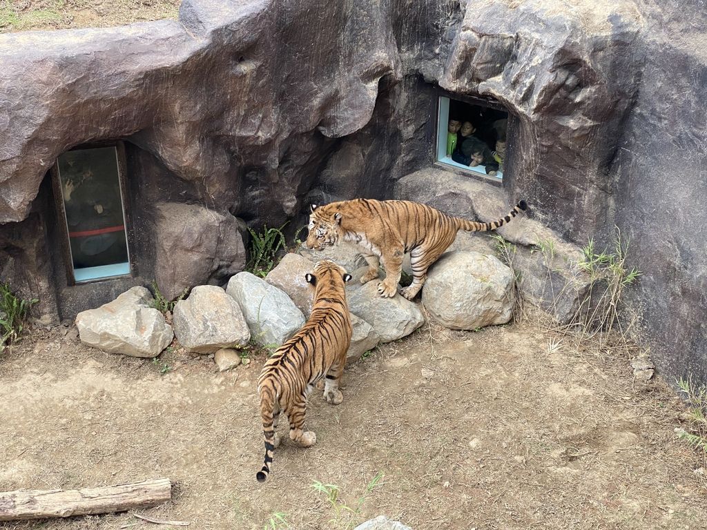 最老的動物園重生！新竹市立動物園，適合全家大小遊玩的新竹景點！