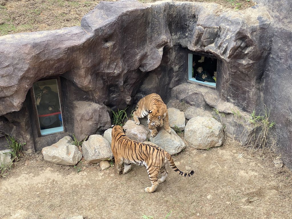 最老的動物園重生！新竹市立動物園，適合全家大小遊玩的新竹景點！