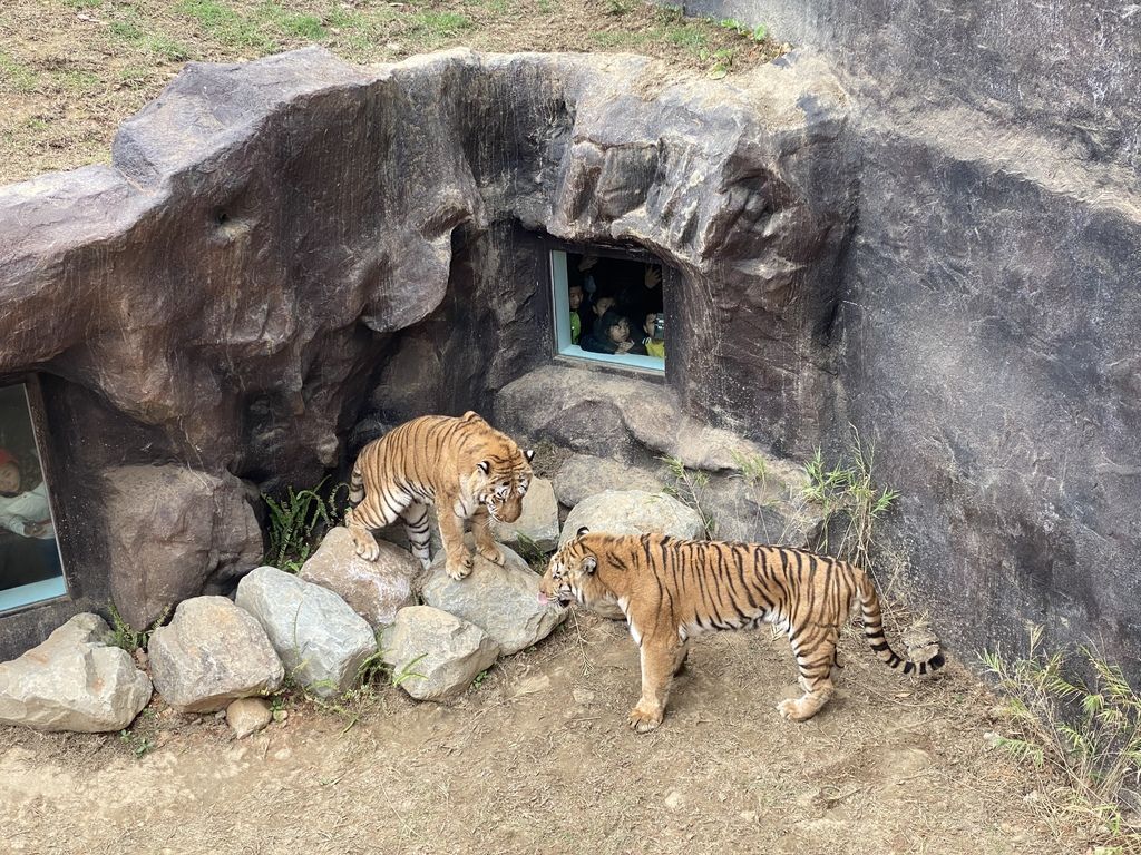 最老的動物園重生！新竹市立動物園，適合全家大小遊玩的新竹景點！