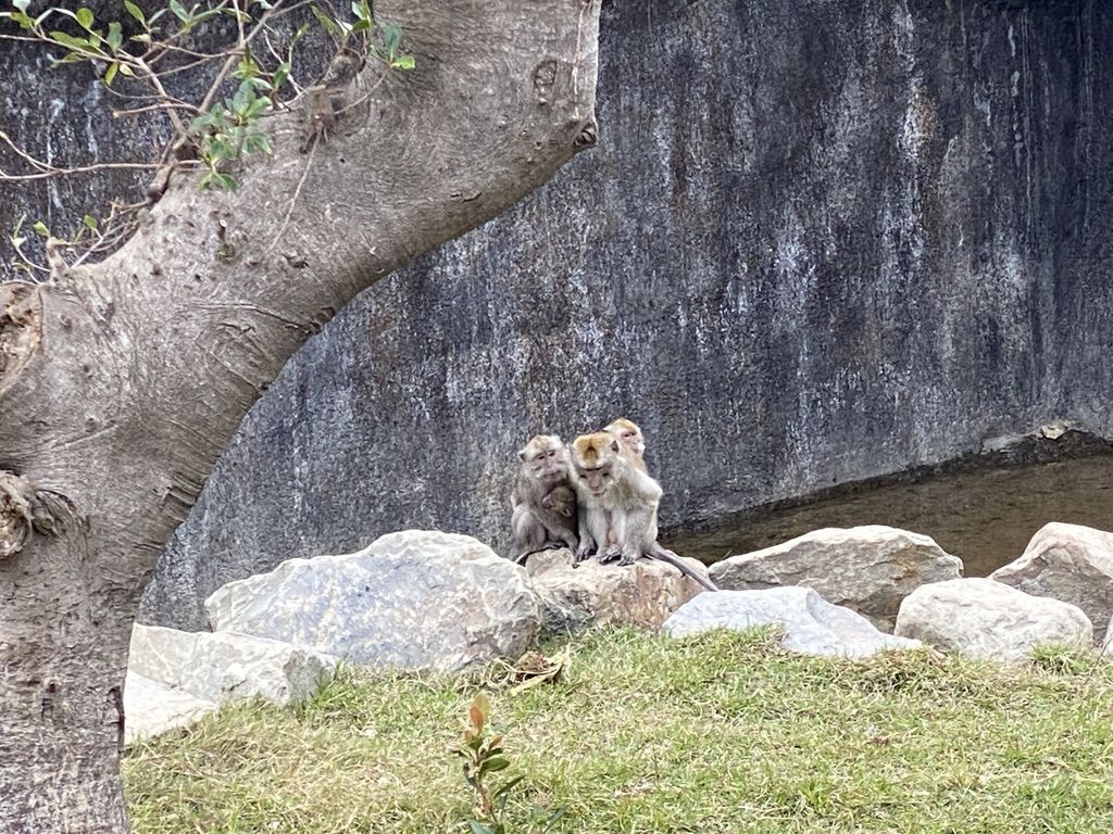 最老的動物園重生！新竹市立動物園，適合全家大小遊玩的新竹景點！