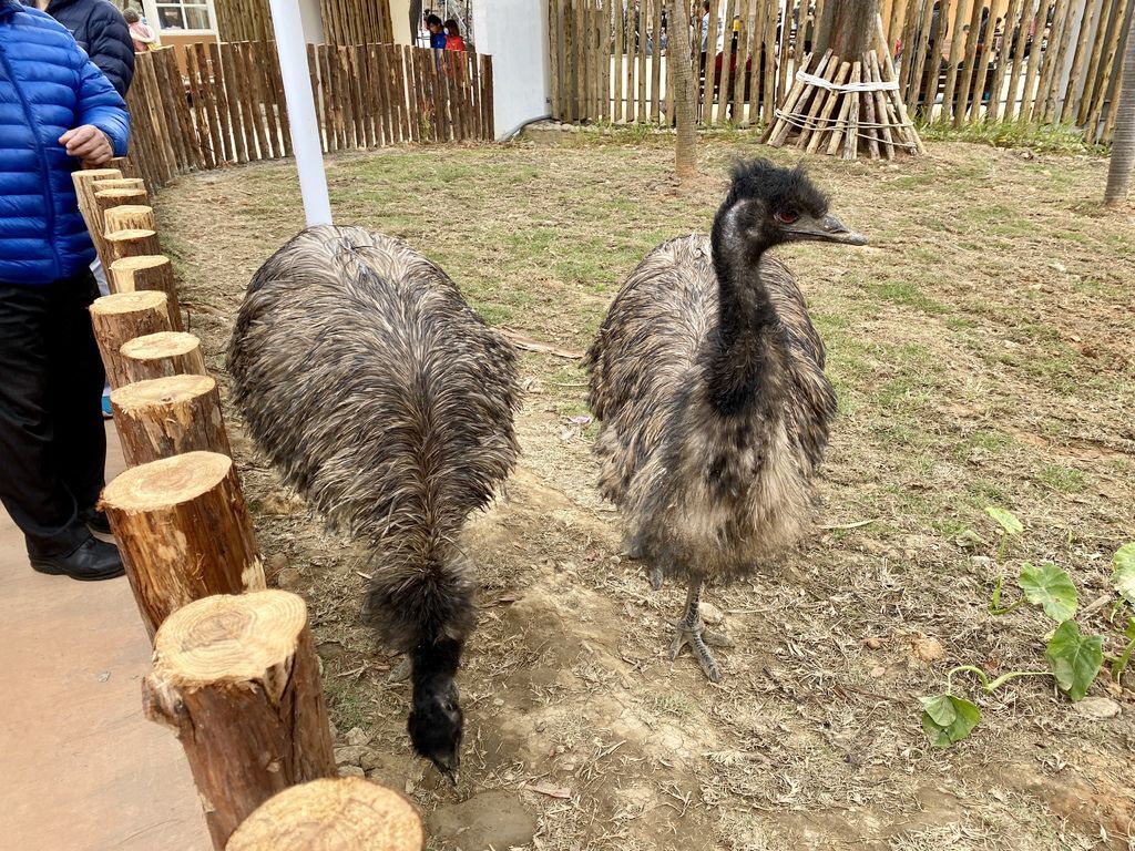 最老的動物園重生！新竹市立動物園，適合全家大小遊玩的新竹景點！