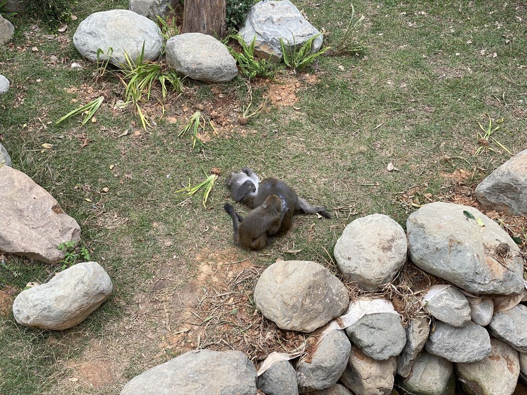 最老的動物園重生！新竹市立動物園，適合全家大小遊玩的新竹景點！