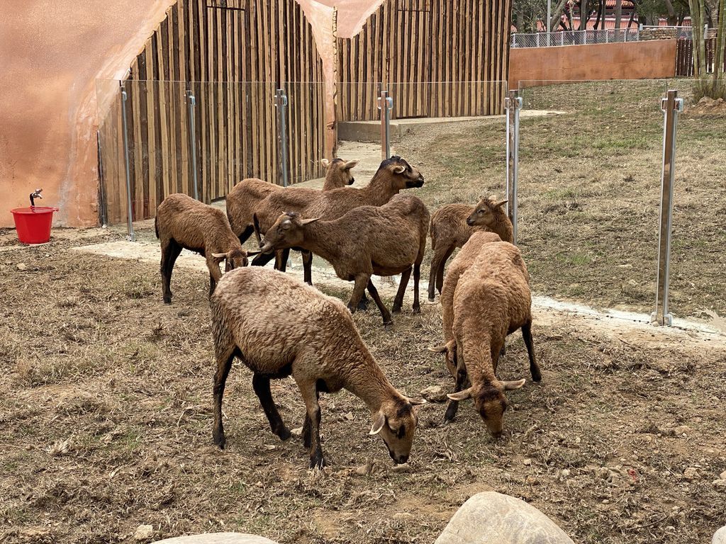 最老的動物園重生！新竹市立動物園，適合全家大小遊玩的新竹景點！