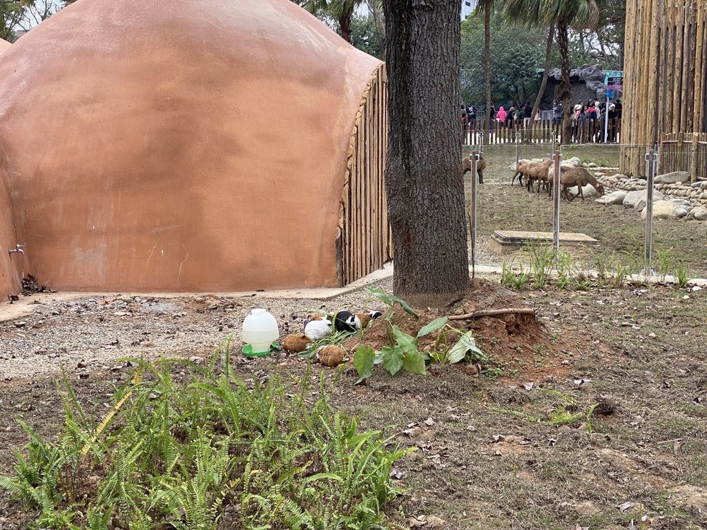 最老的動物園重生！新竹市立動物園，適合全家大小遊玩的新竹景點！